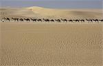 Camel train, Mali