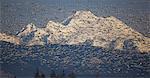 Flock of snow geese in flight with Mt. Baker behind, Skagit Valley, Washington, USA