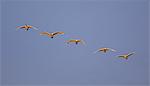 Trumpeter swans flying in formation over the Skagit Valley, Washington.