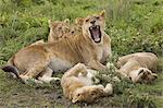 Lion and cubs resting and relaxing in the Serengeti National Park, Tanzania