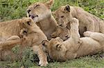 Lion and cubs playing in the Serengeti National Park, Tanzania