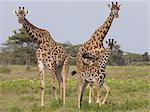 Three masai giraffe in the Serengeti National Park, Tanzania