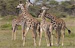 A small group of masai giraffe, Serengeti National Park, Tanzania