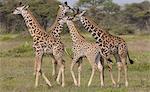 A small group of masai giraffe, Serengeti National Park, Tanzania