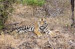 A tiger in Bandhavgarh National Park, India