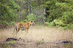 An adult tiger in Bandhavgarh National Park, India