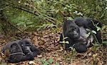 Mountain gorillas and juvenile, Volcanoes National Park, Rwanda