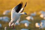 A snow goose landing on the ground in Bosque del Apache National Wildlife Refuge, New Mexico