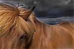 A dun coloured Icelandic horse with a thick brown mane.