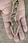 A snake, Bitis arietans,  on the hand of a snake charmer in Morocco