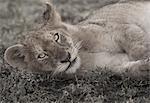 Lion cub lying on the ground in the Serengeti National Park, Tanzania