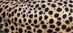 Close-up of cheetah spots on the animal's hide in Serengeti National Park, Tanzania