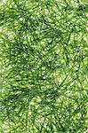 A pile of organic wheatgrass on a white background
