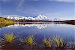 Mount McKinley in Denali National Park, Alaska reflected in Reflection Pond.