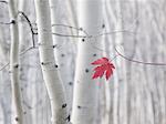 A single red maple leaf in autumn, against a background of aspen tree trunks with cream and white bark. Wasatch national forest.