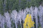 Autumn in Dixie National Forest. White branches and tree trunks of aspen trees, with yellow brown foliage. Dark green pine trees.