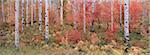 The Wasatch Mountain forest of maple and aspen trees, with autumn foliage and fallen leaves.