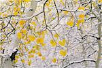 Cottonwood tree branches with yellow autumn foliage.