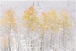 A forest of aspen trees in the Wasatch mountains, with striking yellow and red autumn foliage. Snow on the ground.