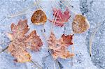 Maple and aspen leaves in autumn. Brown and red leaf colour. Laid out on a frosted ice surface.