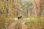 A black Labrador retriever dog, in maple tree woodland in winter. Snow patches and fallen leaves on the path.