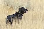 A black Labrador retriever dog standing in  the long grass.