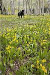 A black Labrador retriever dog in a meadow of tall grasses and yellow wild flowers, such as glacial lilies.