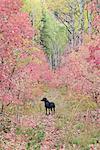 A black Labrador retriever dog in autumn woodland. Tall trees with red and green foliage.