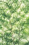 Western red cedar branch, close up of a branch with green thin linear shaped leaves, on a white background.