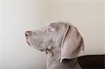 Profile of a weimaraner puppy, a side view of the head.