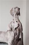 An adult weimaraner dog and a puppy. Two dogs side by side looking up.