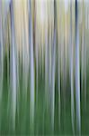 Alder tree forest abstract, blurred motion, Olympic NP