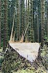 Recently logged Sitka Spruce tree in foreground, temperate rainforest in distance, Hoh Rainforest, Olympic NF