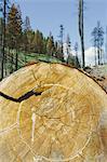 Cross section of cut Ponderosa Pine tree in recently burned forest (from the 2012 Table Mountain fire), Okanogan-Wenatchee NF, near Blewett Pass