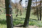 Marked trees for cutting in fire damaged national forest (from the 2012 Table Mountain fire), near Blewett Pass, Okanogan-Wenatchee NF