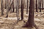 Fire damaged trees and forest (from the 2012 Table Mountain Fire), Okanogan-Wenatchee NF, near Blewett Pass