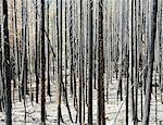 Fire damaged trees and forest (from the 2012 Table Mountain Fire), Okanogan-Wenatchee NF, near Blewett Pass