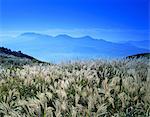 Sinensis, Aso, Kumamoto Prefecture, Japan