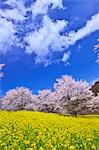 Cherry blossoms and field mustard