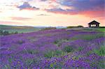 Flower field