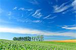 Grassland and sky