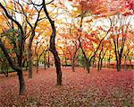 Autumn colors, Japan