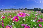 Flower field