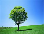 Tree on grassland