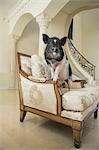 A miniature pot bellied pig sitting on his haunches on an antique chair with thick cushions, in a large elegantly furnished mansion in Texas.