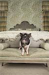 A pot bellied pig standing on a low table in a master bedroom, in front of a large bed with fluffy covers and carved headboard.