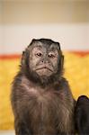 A capuchin monkey seated on a bed in a bedroom.