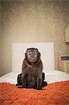 A capuchin monkey seated on a bed in a bedroom. An orange coverlet.