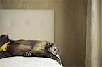 A capuchin monkey lying on his side on a bed.