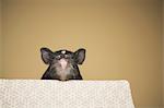 A small pig peering over the edge of a bed, in a domestic house